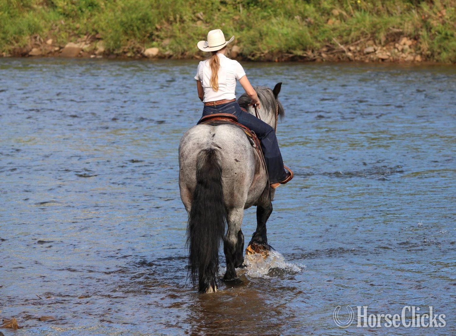 Draft - "Big Easy" Blue Roan Gelding Draft in Pennsylvania