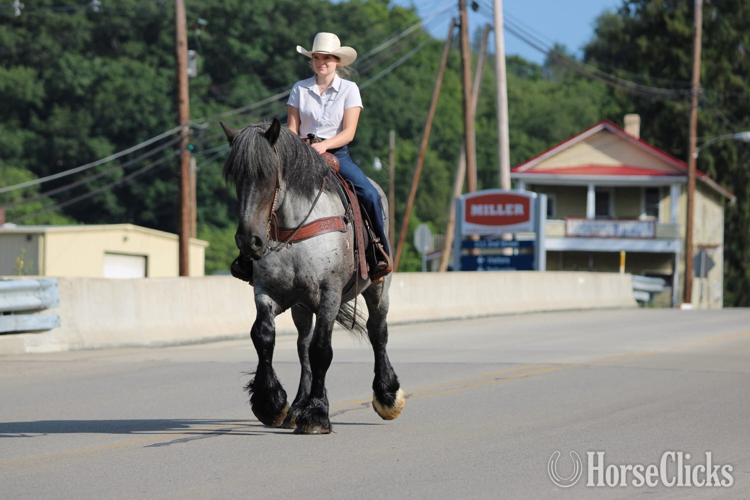 Draft - "Big Easy" Blue Roan Gelding Draft