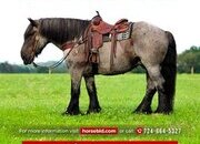 "Big Easy" Blue Roan Gelding Draft