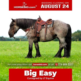 "Big Easy" Blue Roan Gelding Draft