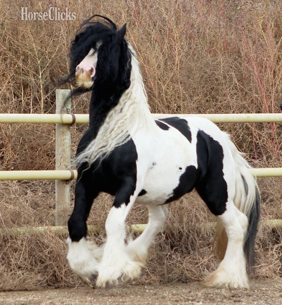 Pinto 15.2hh Gypsy Vanner Stallion in South Dakota
