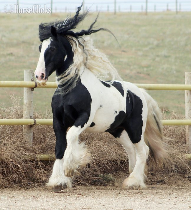 Pinto 15.2hh Gypsy Vanner Stallion