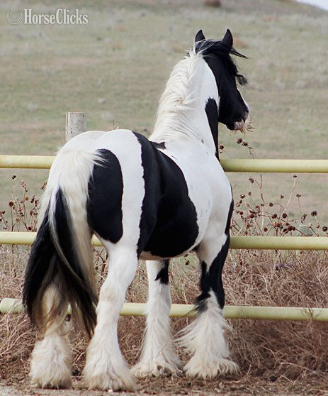 South Dakota Pinto 15.2hh Gypsy Vanner Stallion