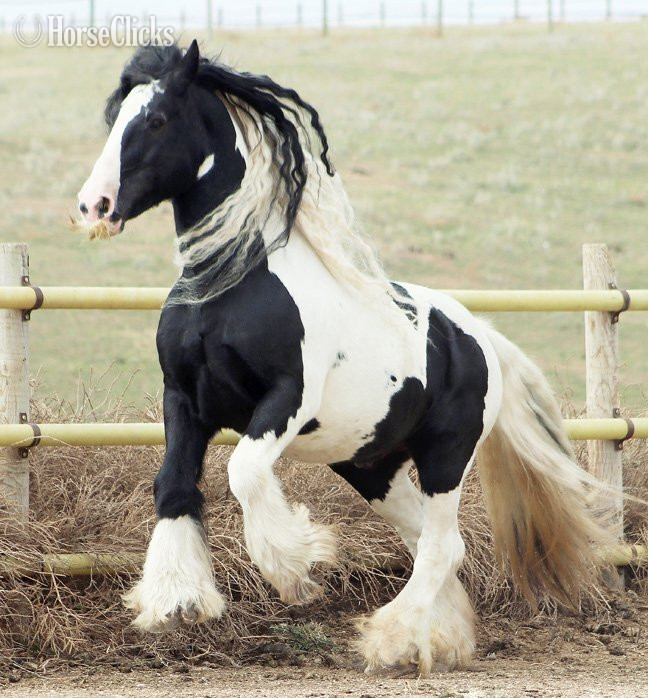 Pinto 15.2hh Gypsy Vanner Stallion - Gypsy Vanner in South Dakota