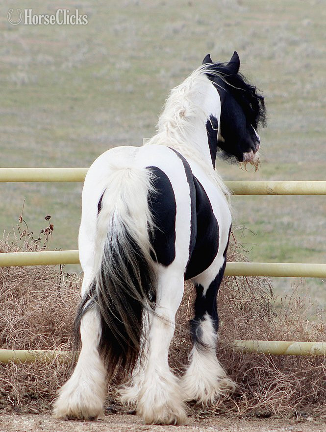 Pinto 15.2hh Gypsy Vanner Stallion - Gypsy Vanner