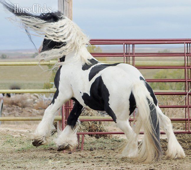 Pinto 15.2hh Gypsy Vanner Stallion South Dakota