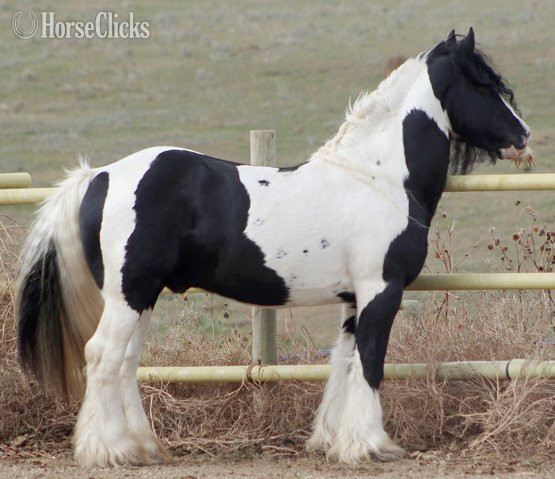 Gypsy Vanner - Pinto 15.2hh Gypsy Vanner Stallion in South Dakota