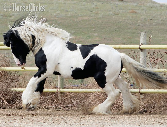 Gypsy Vanner - Pinto 15.2hh Gypsy Vanner Stallion
