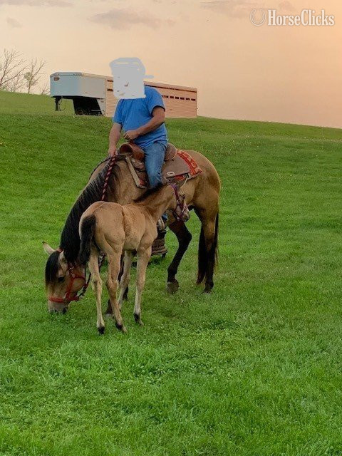 "Betty" Buckskin Mare Quarter Horse in Minnesota