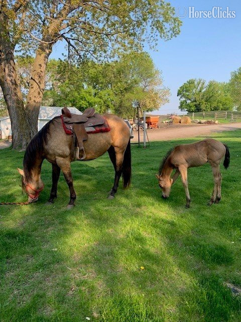 "Betty" Buckskin Mare Quarter Horse