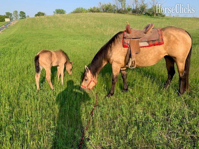 Minnesota "Betty" Buckskin Mare Quarter Horse