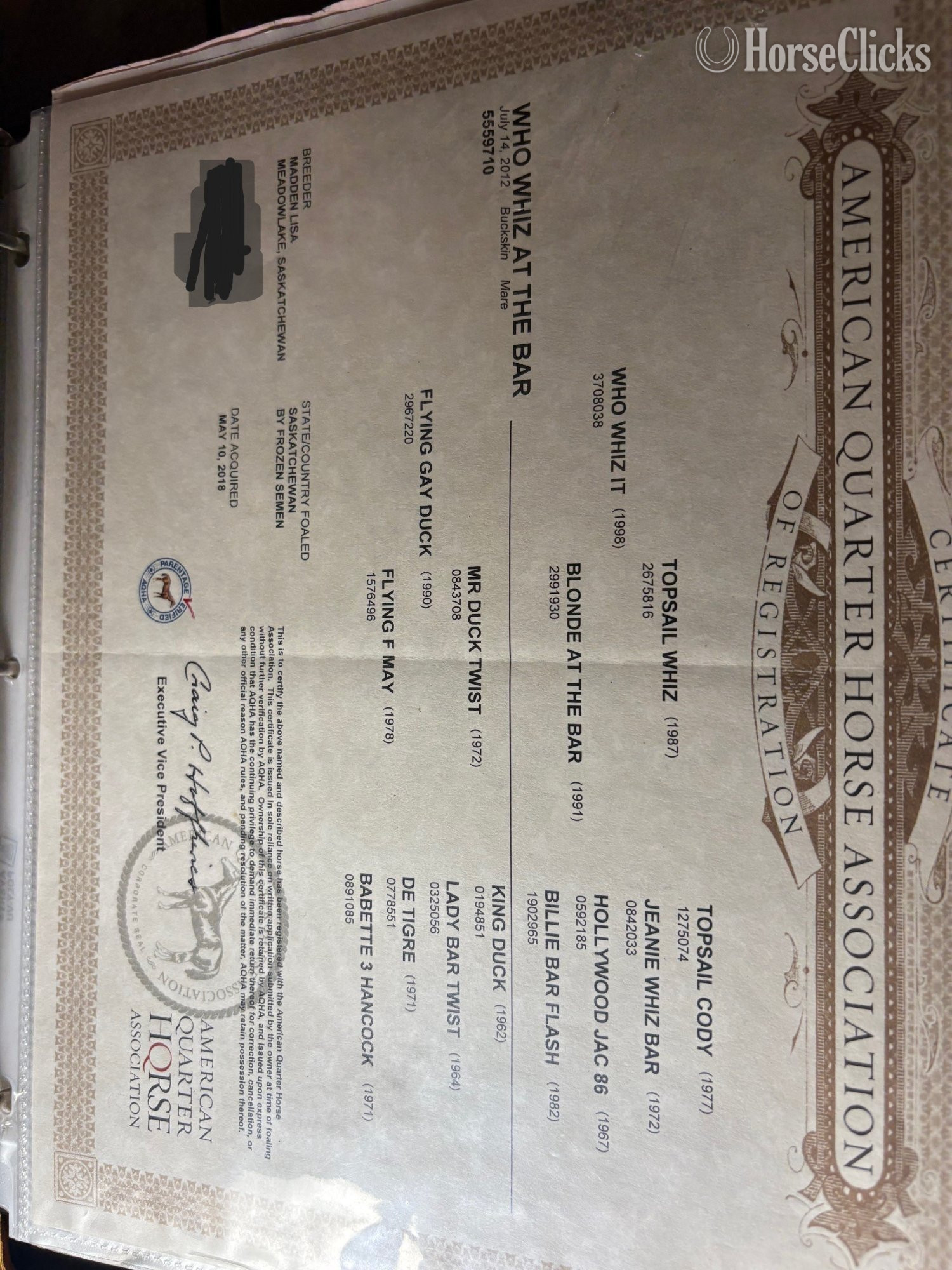 "Betty" Buckskin Mare Quarter Horse - Quarter Horse in Minnesota
