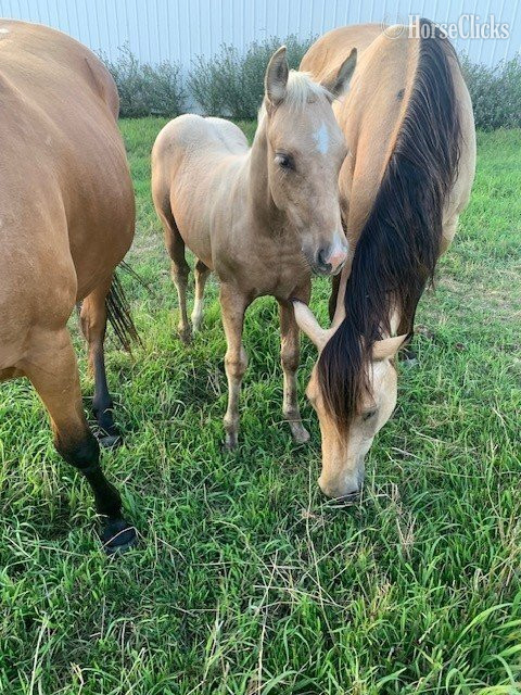 "Betty" Buckskin Mare Quarter Horse - Quarter Horse