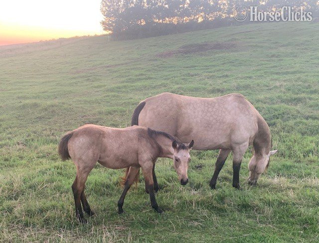 "Betty" Buckskin Mare Quarter Horse Minnesota