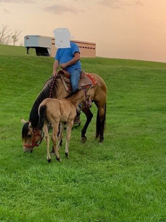 "Betty" Buckskin Mare Quarter Horse