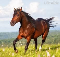 7.2hh American Saddlebred Stallion in California