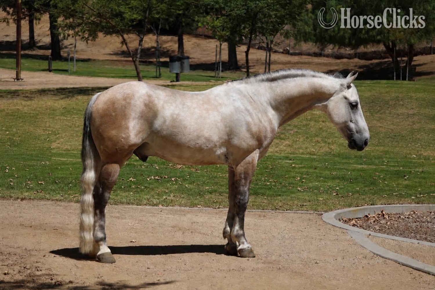 "CONCHO" Grey Gelding Pony