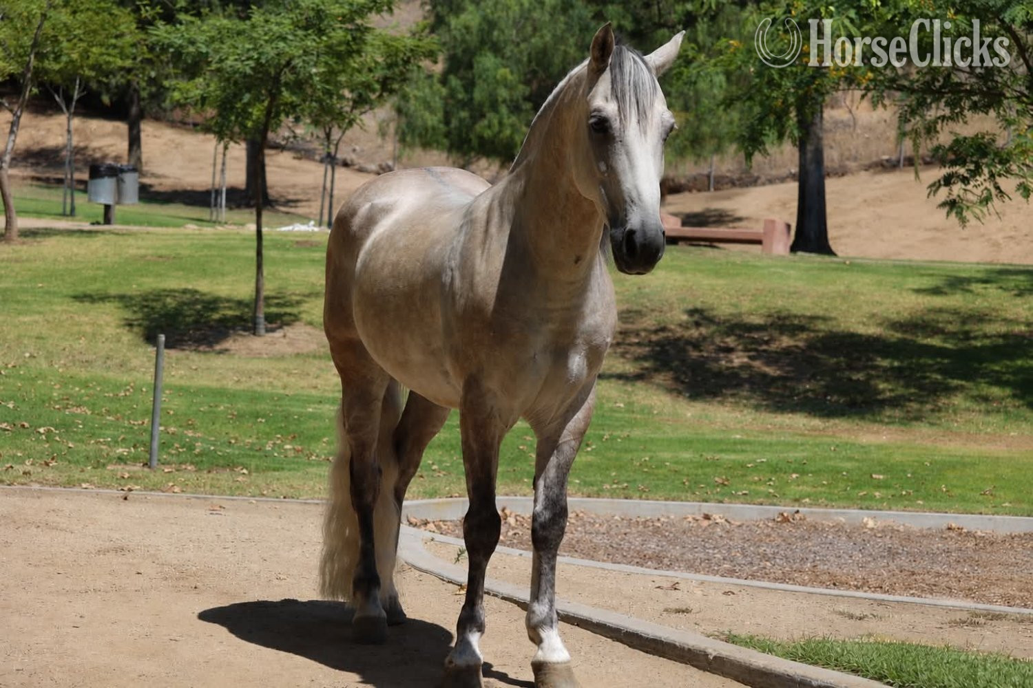 California "CONCHO" Grey Gelding Pony