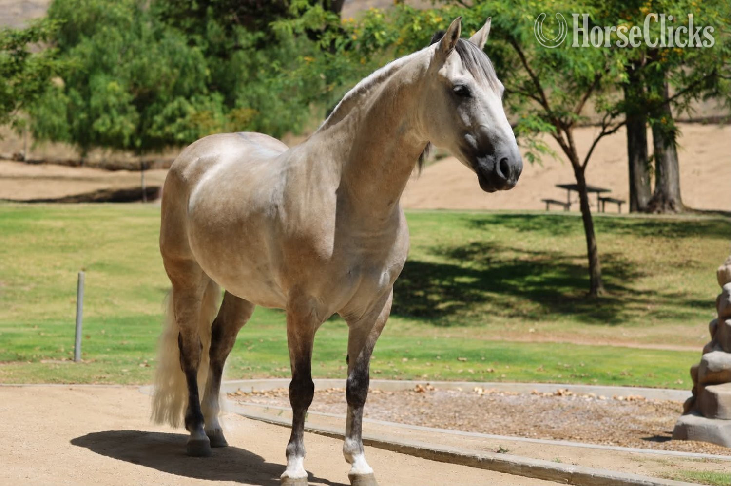 "CONCHO" Grey Gelding Pony - Pony in California