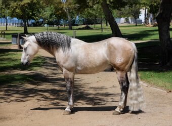 "CONCHO" Grey Gelding Pony