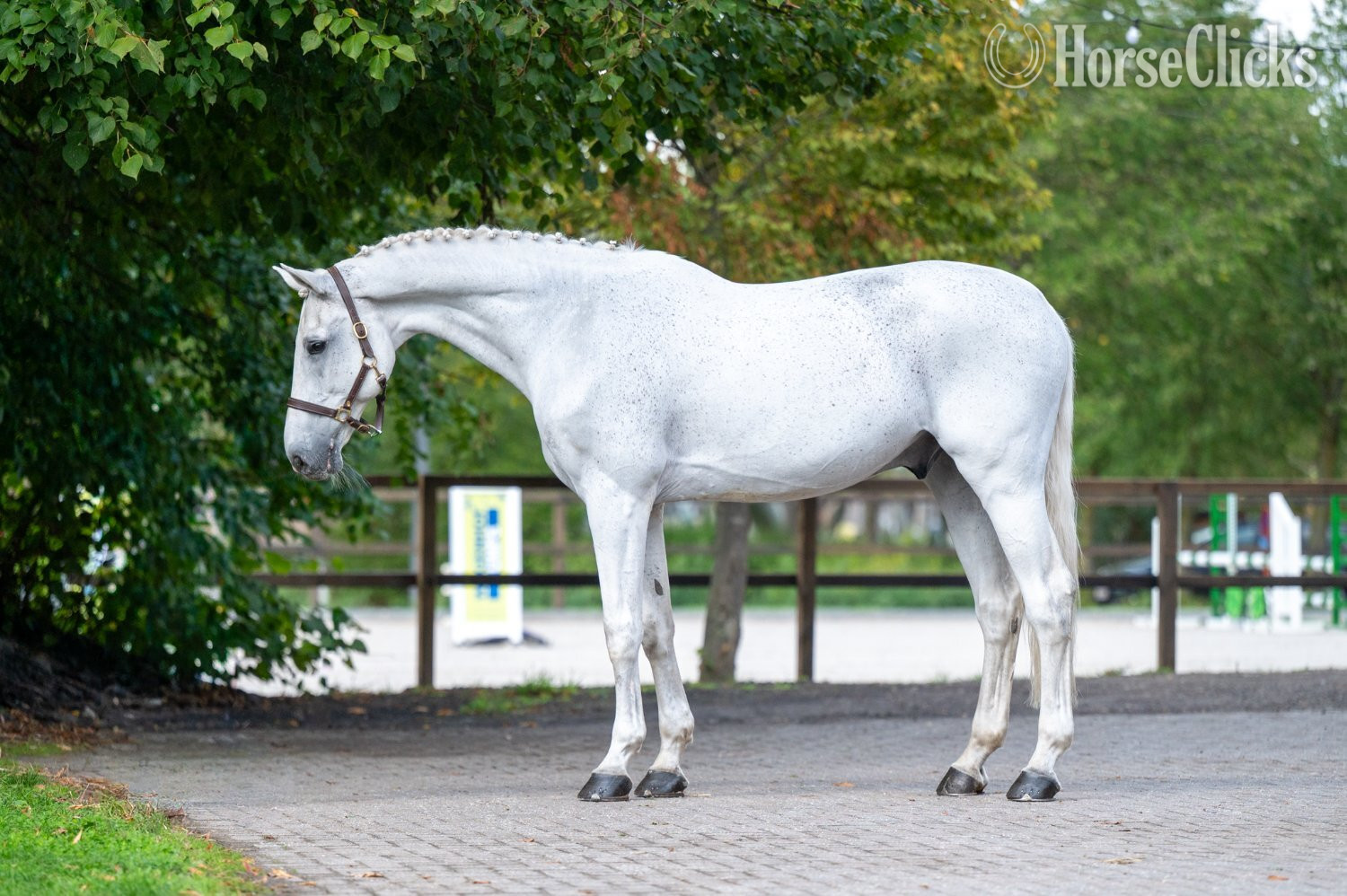 "Maserati Quality CARTHAGO x CORIANO" White Gelding Belgian - Belgian in Delaware