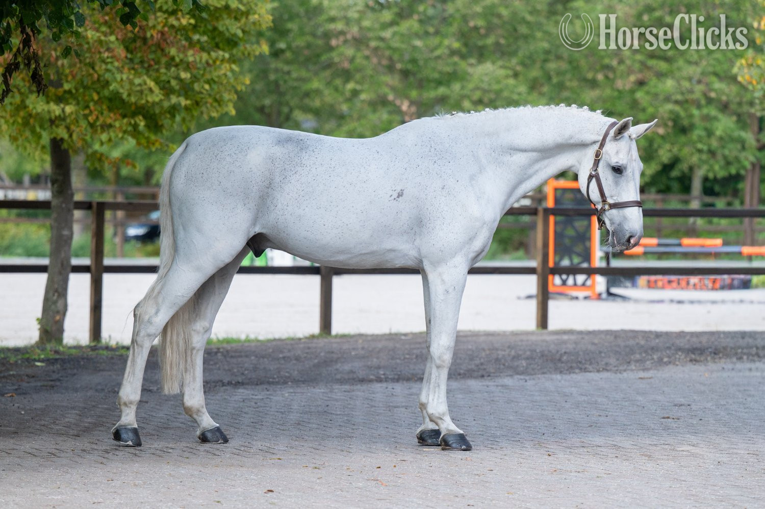 "Maserati Quality CARTHAGO x CORIANO" White Gelding Belgian - Belgian