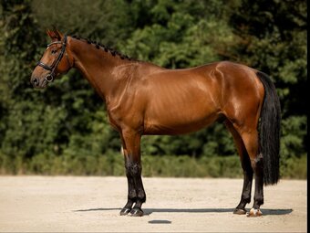 "Helios van de Holsteen Z (HALIFAX VH KLU" Bay Gelding Belgian