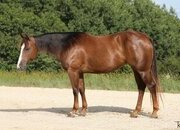 "Joy" Sorrel Mare Quarter Horse