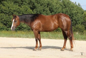 "Joy" Sorrel Mare Quarter Horse
