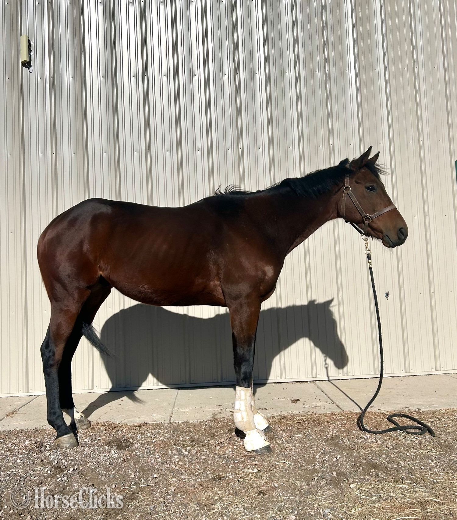 "River sport " Bay Gelding Thoroughbred in Colorado