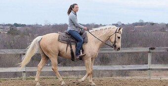 "teddy" Palomino Gelding Quarter Horse