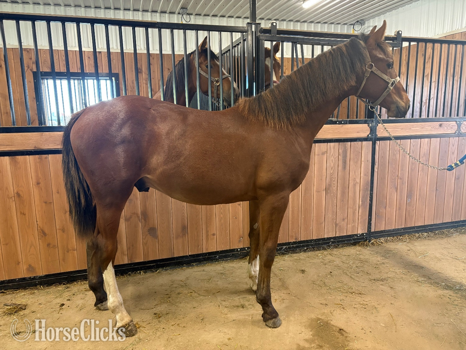 "Raffi " Bay Gelding Warmblood in Ontario