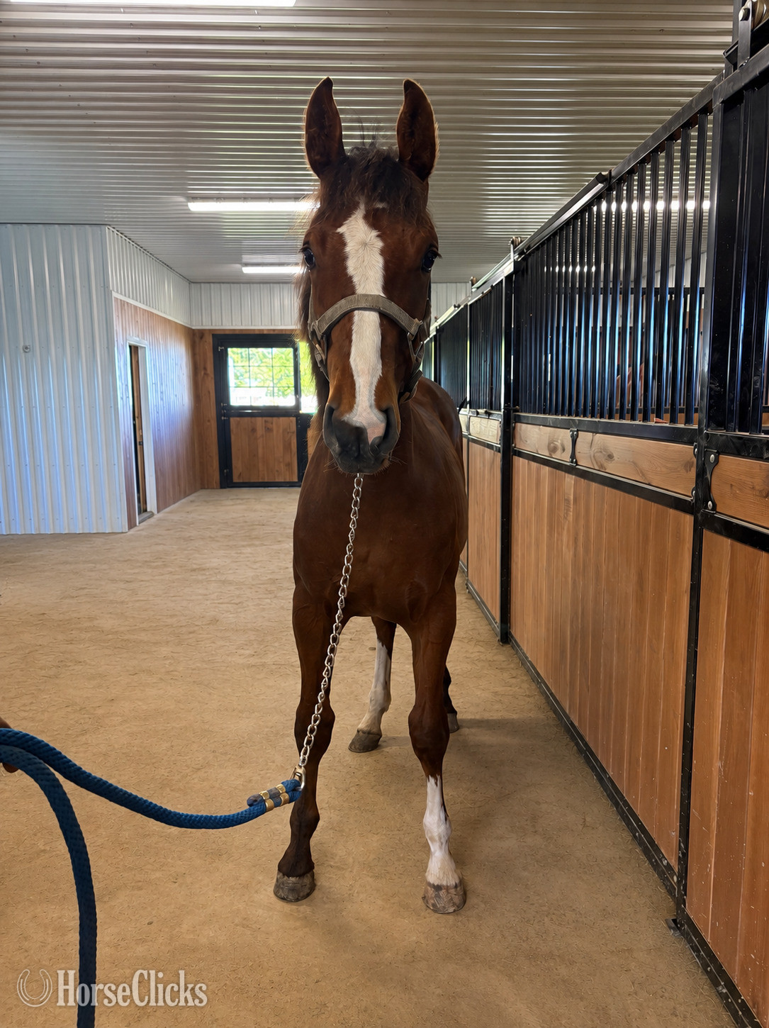"Raffi " Bay Gelding Warmblood