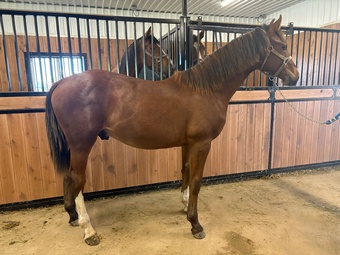 "Raffi " Bay Gelding Warmblood