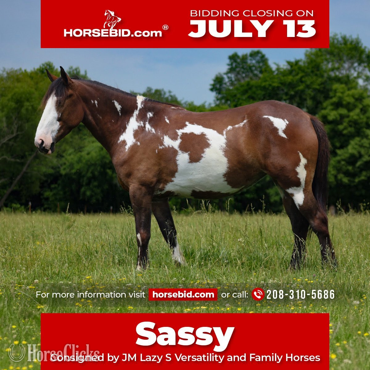 "Sassy " Pinto Mare Shire in Kansas