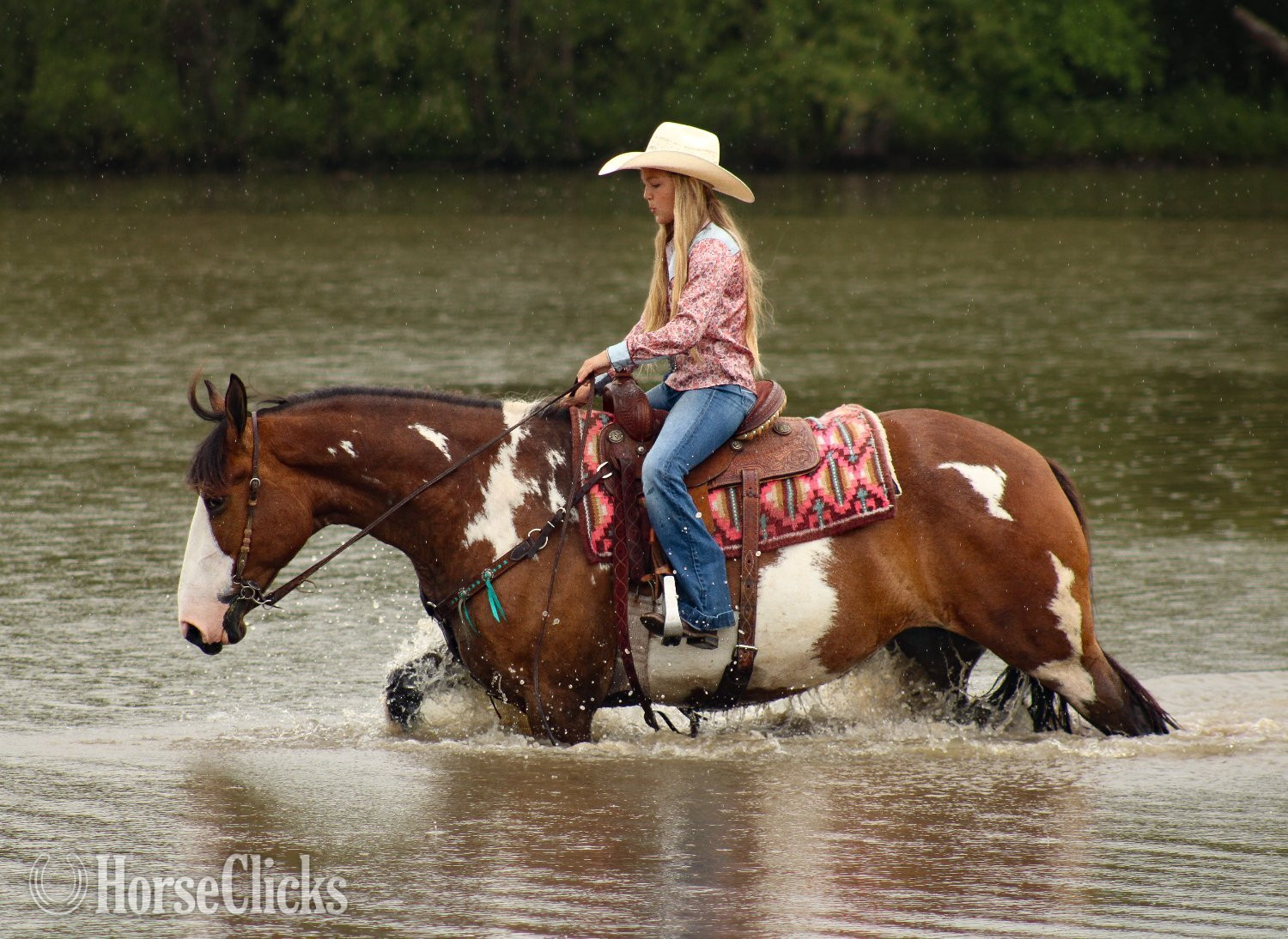 "Sassy " Pinto Mare Shire
