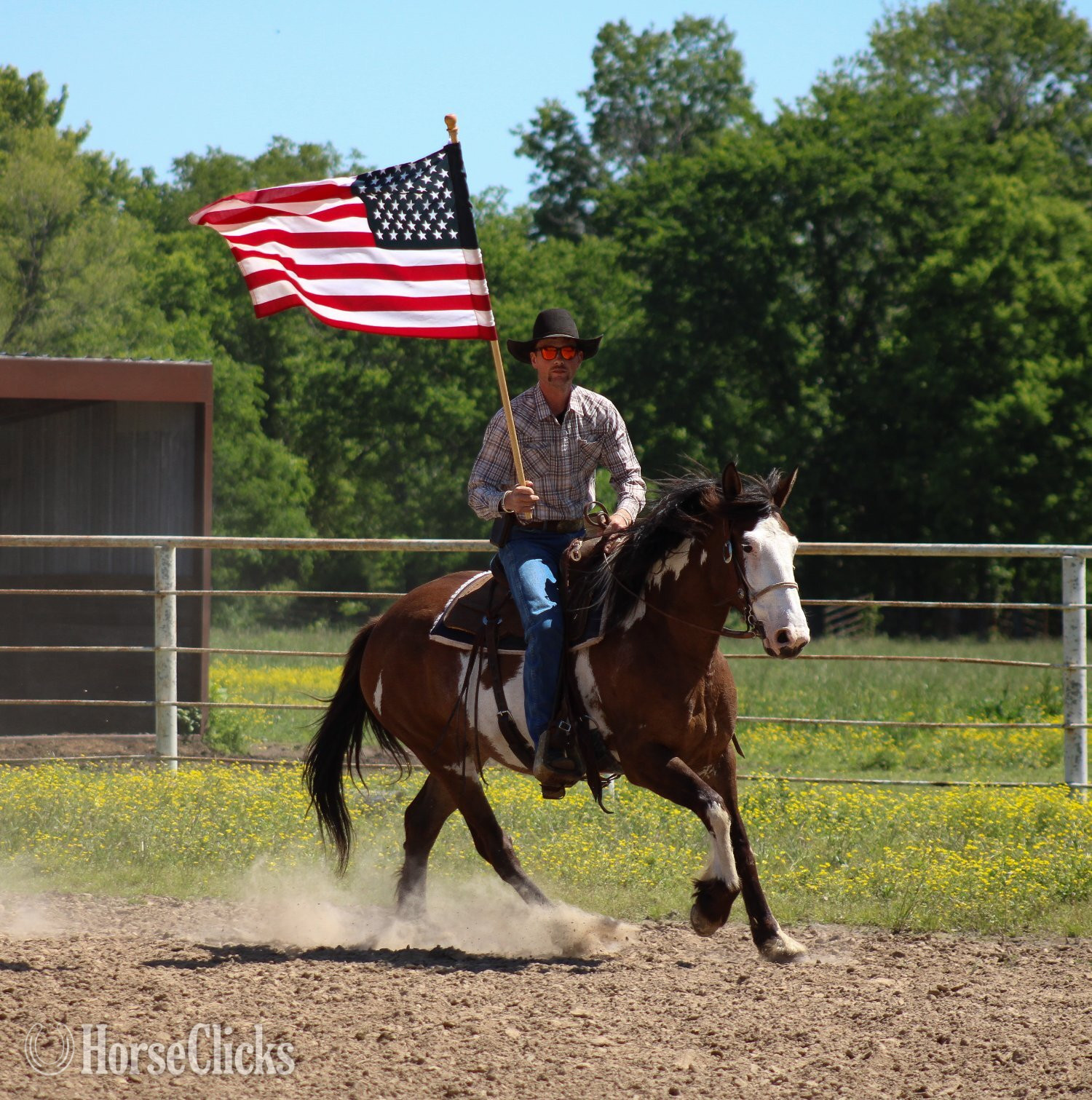Shire - "Sassy " Pinto Mare Shire in Kansas