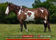"Sassy " Pinto Mare Shire