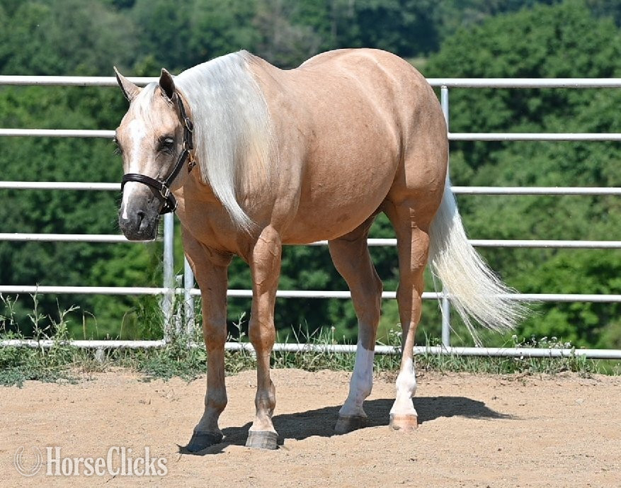 "Poncho" Palomino Gelding Quarter Horse
