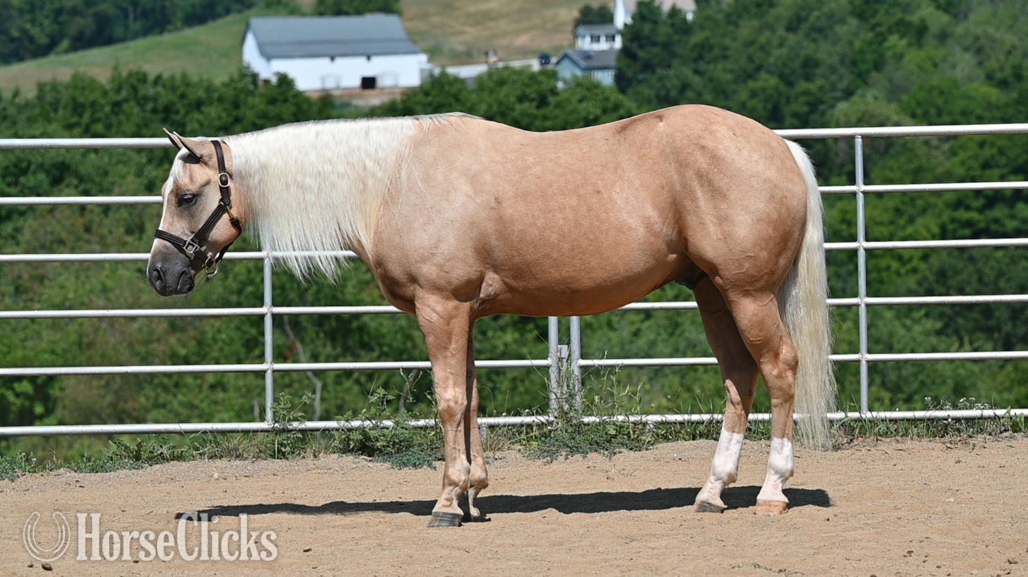 Ohio "Poncho" Palomino Gelding Quarter Horse