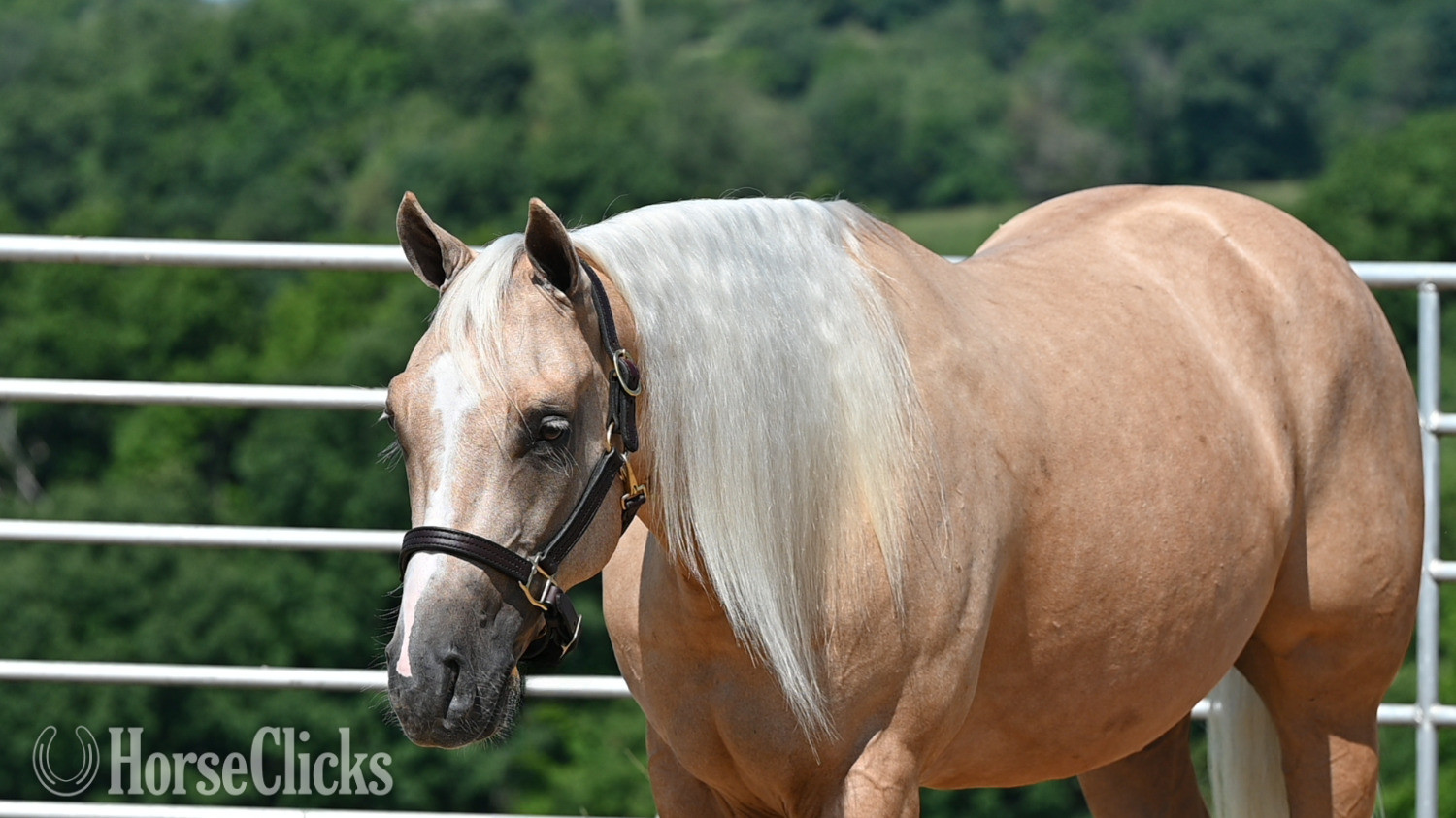 "Poncho" Palomino Gelding Quarter Horse - Quarter Horse in Ohio