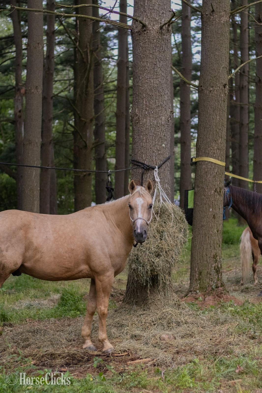 "Poncho" Palomino Gelding Quarter Horse Ohio