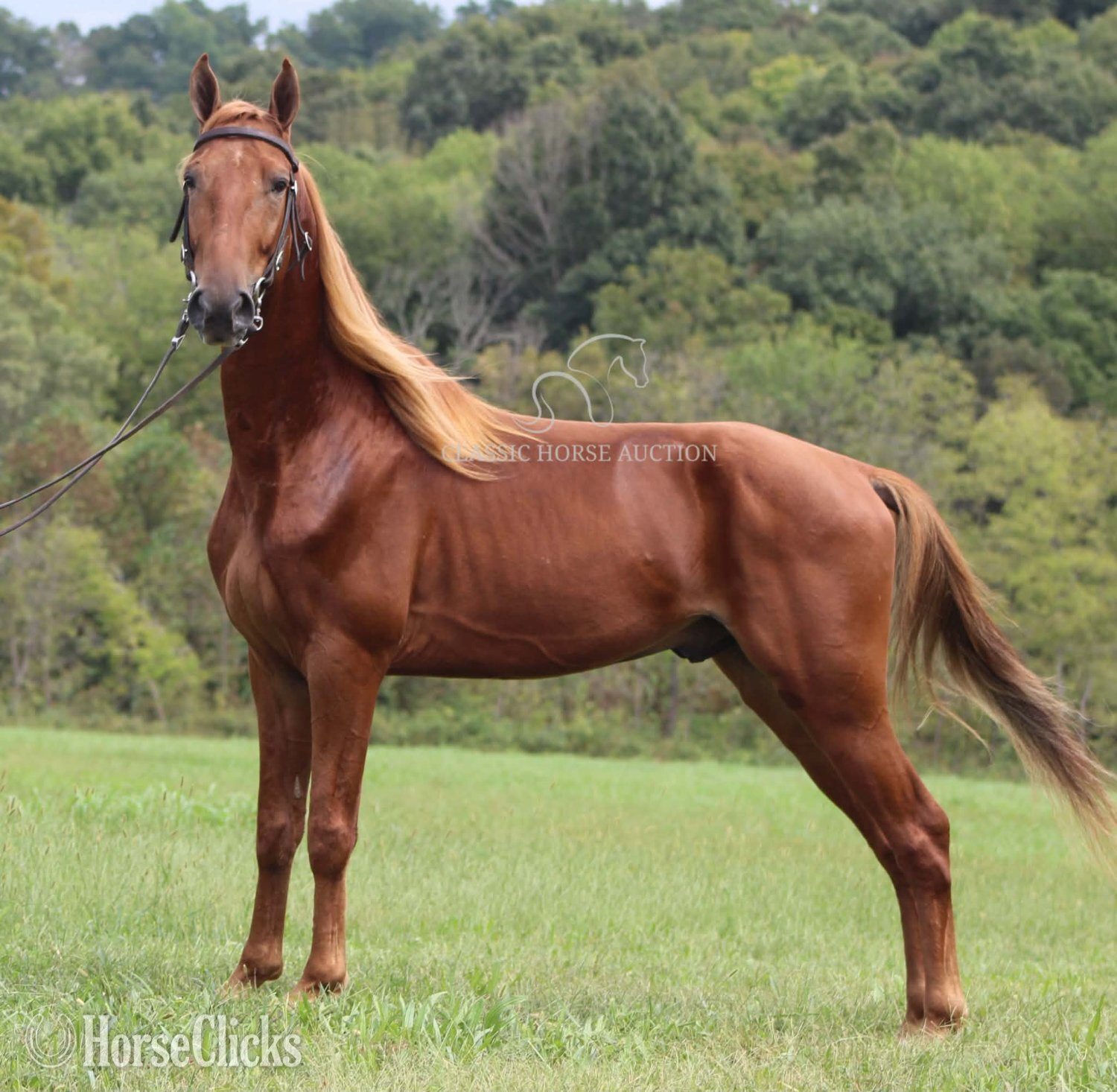 Kentucky "high time" Sorrel Gelding Tennessee Walker
