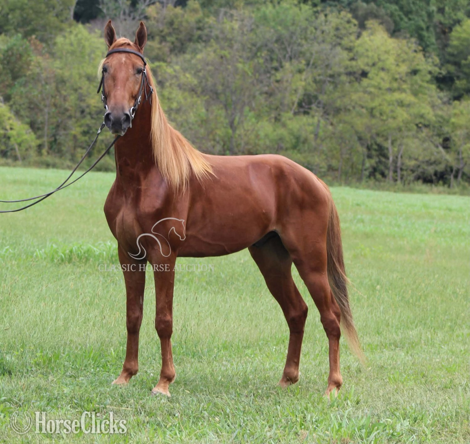 "high time" Sorrel Gelding Tennessee Walker Kentucky