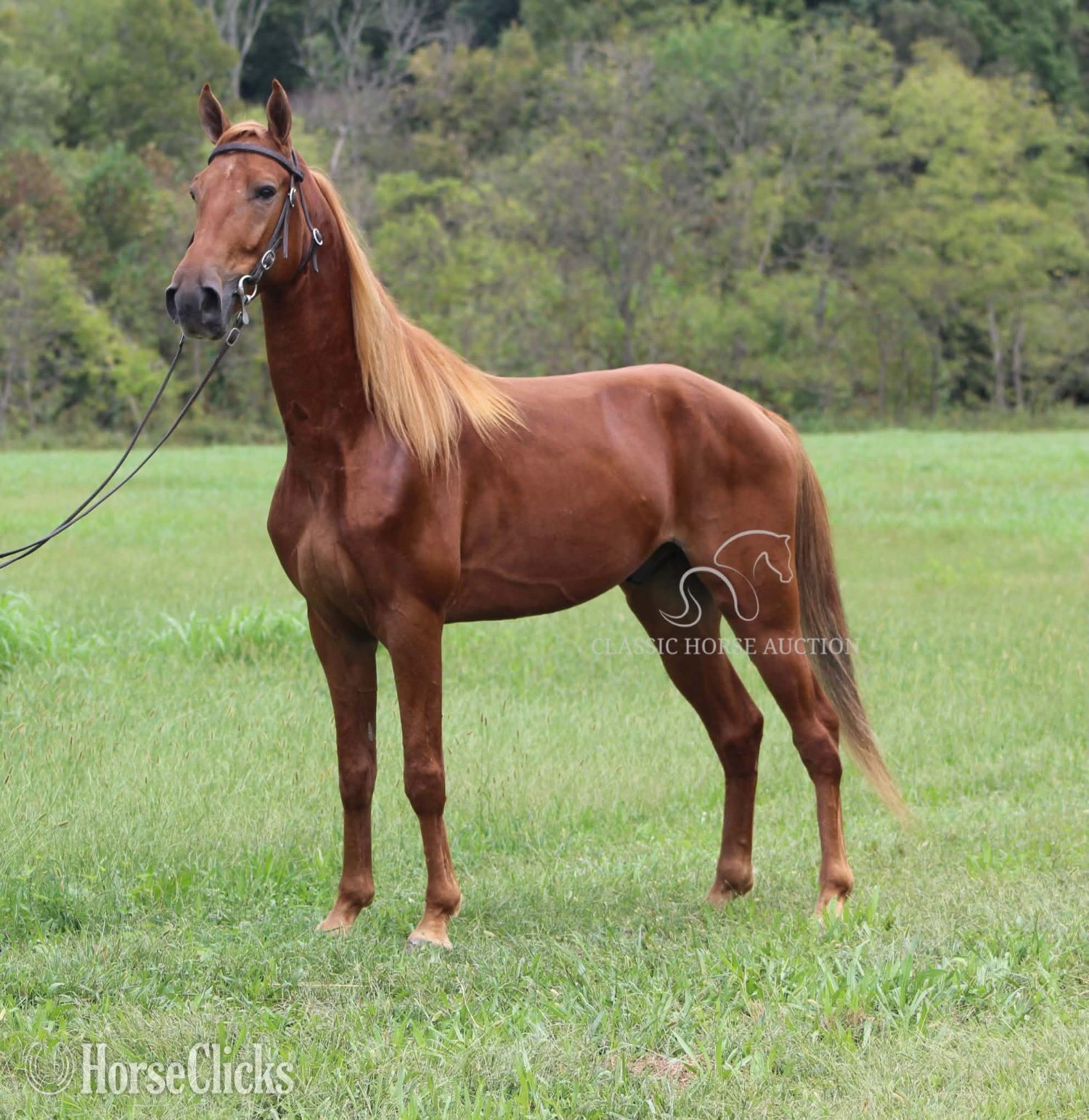 Tennessee Walker - "high time" Sorrel Gelding Tennessee Walker in Kentucky