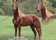 "high time" Sorrel Gelding Tennessee Walker