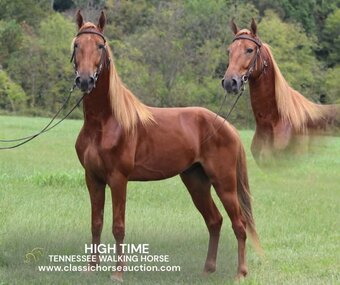""  Gelding Tennessee Walker