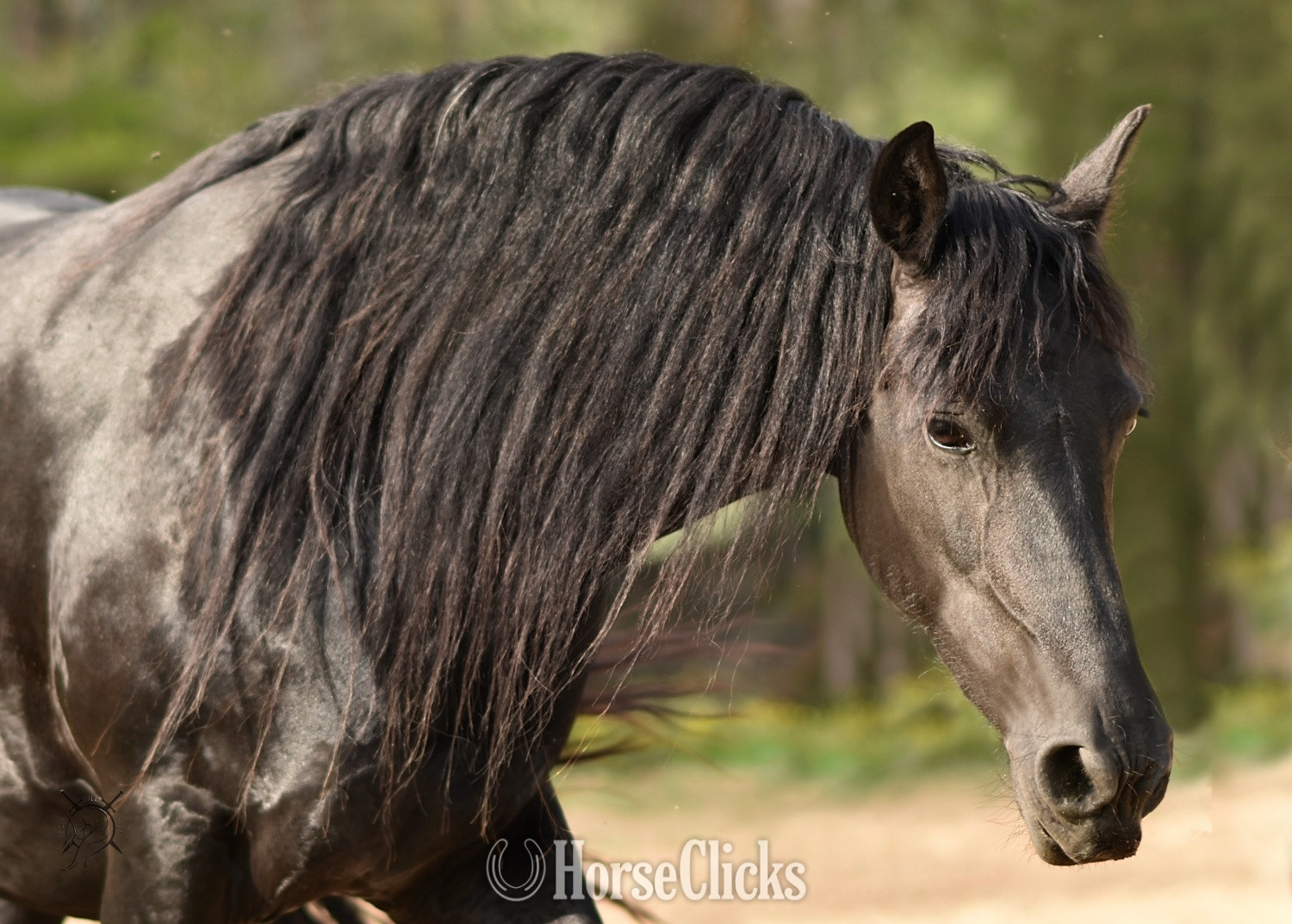 "Gryphon Warhawke IHF" Black Colt Friesian