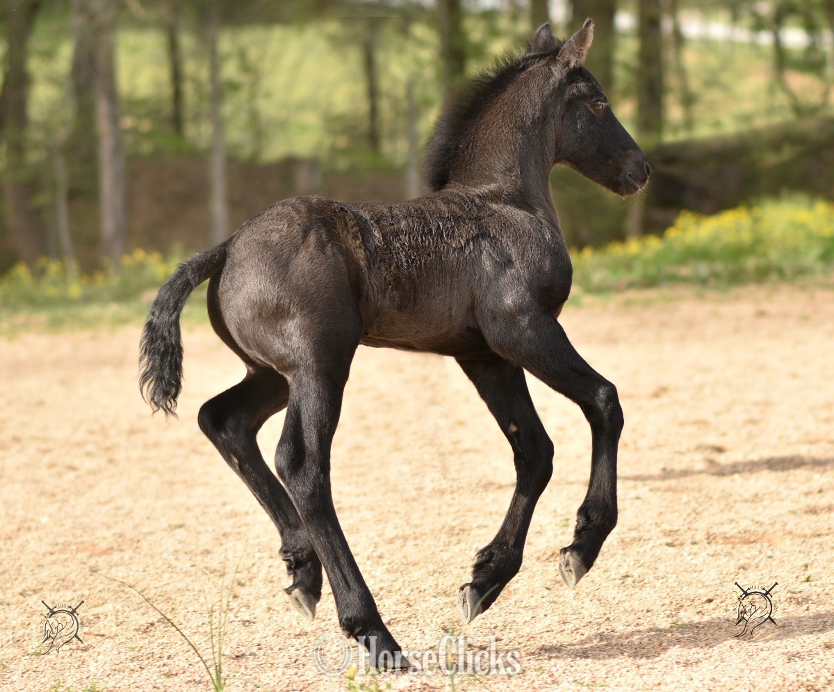 Tennessee "Gryphon Warhawke IHF" Black Colt Friesian