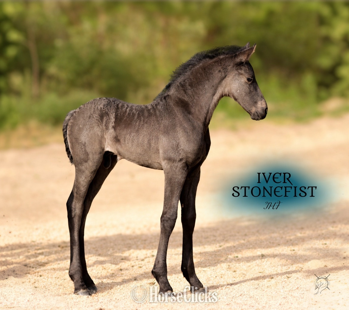 "Gryphon Warhawke IHF" Black Colt Friesian - Friesian in Tennessee